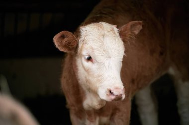 İsviçre Süt Çiftliği 'nde otlayan genç kahverengi buzağı. İsviçre 'deki organik çiftlik hayvanları çiftliği.
