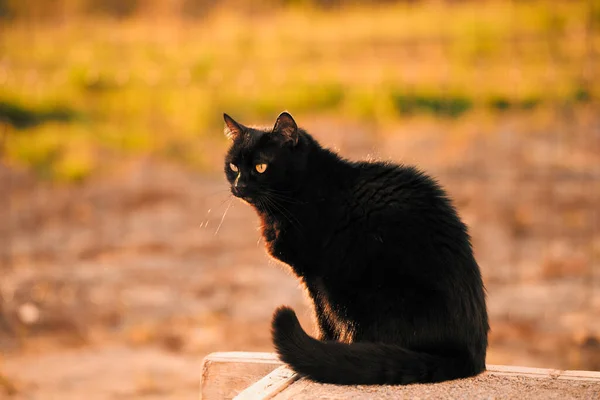 Domácí Kočka Zahradě Krásná Tabby Cat Uprostřed Kvetoucí Louky Těší — Stock fotografie