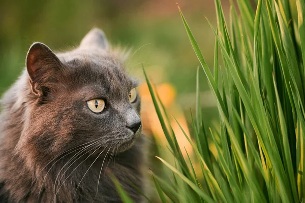 Schöne Gestromte Katze Steht Auf Der Blühenden Wiese Hauskatze Garten — Stockfoto