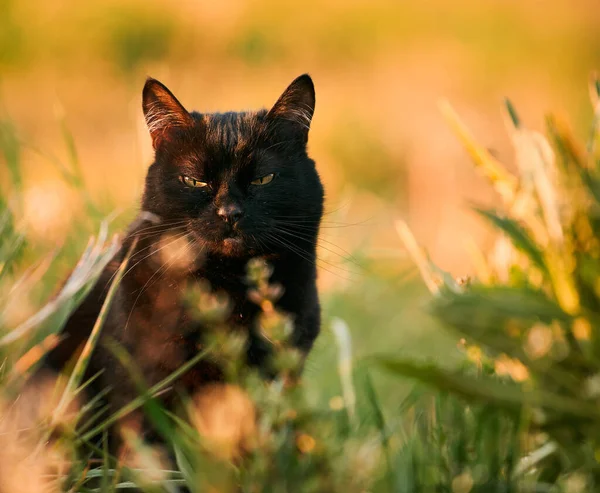 孟买的猫坐在一片草地上 家猫在户外散步 — 图库照片