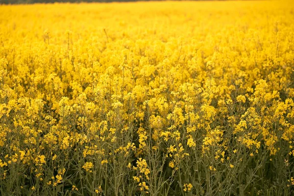 Virágzó Repce Virágok Repcemagvirágok Más Néven Repcemagvirágok Színfoltot Adnak Mezőgazdaságnak — Stock Fotó