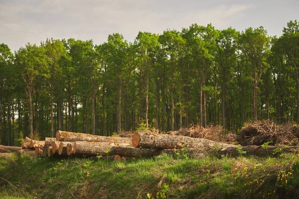 Orman Çamı Çam Ağaçları Kütük Sandıkları Kereste Sanayisi — Stok fotoğraf