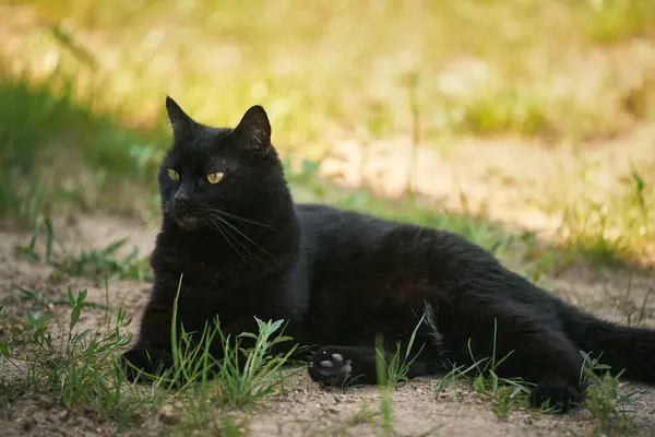 Kočka Leží Zemi Uvolněný Černý Mazlíček Divočině — Stock fotografie