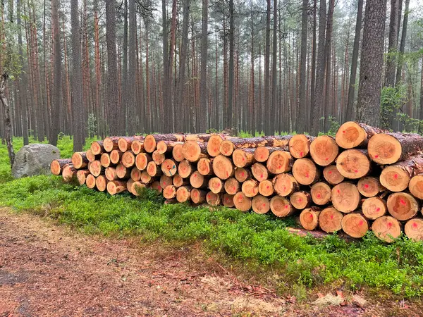 Lesní Borovice Smrky Hromada Kmenů Dřevařský Průmysl — Stock fotografie