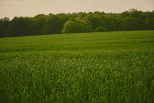 Omhelzing Van Het Levendige Groene Landschap Van Een Landelijk Grasveld — Stockfoto