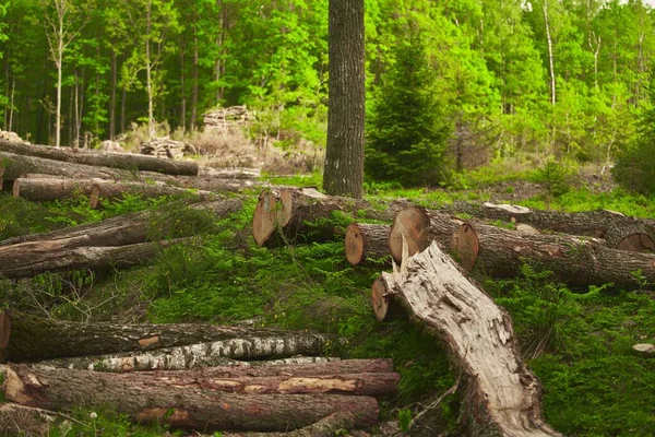 Desmatamento Tocos Mostram Que Superexploração Leva Desmatamento Colocando Risco Meio — Fotografia de Stock