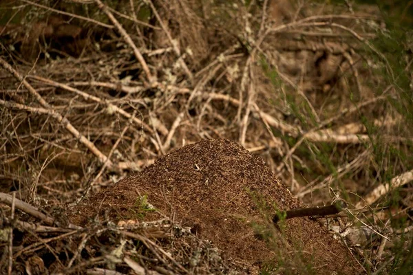 Φωλιά Μυρμηγκιών Κοντινό Πλάνο Μακρο Πλάνο Μυρμηγκιών Που Δουλεύουν Στο — Φωτογραφία Αρχείου