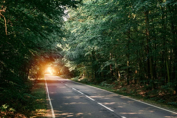 stock image Forest road on a summer day. Rural asphalt road scenery. Beautiful roadway. Trees with green foliage and sunny sky.