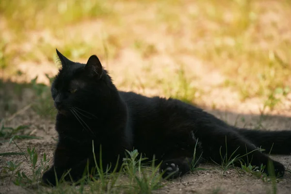 Černá Kočka Ležící Louce Verandy Domácí Mazlíček Venkovním Prostředí — Stock fotografie