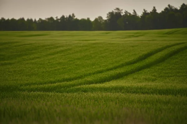 田園草原の鮮やかな緑の風景を受け入れる 緑の草原の風景です 農村部の快適な風景 — ストック写真