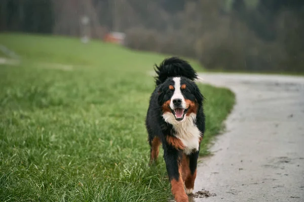 Liebenswerter Junger Berner Sennenhund Den Schweizer Alpen Berner Sennenhund — Stockfoto