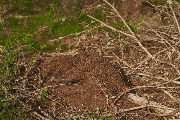 Гигантский Муравейник Европейском Лесу — стоковое фото