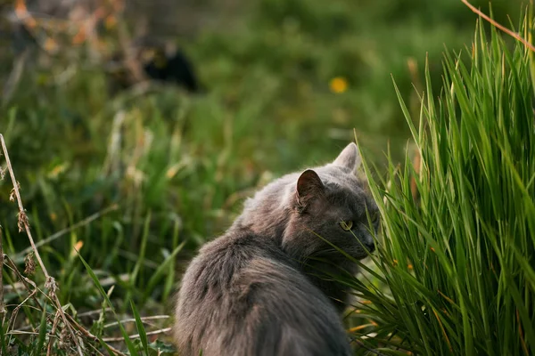 Roztomilý Přítel Kočka Sedí Zelené Trávě Slunné Letní Zahradě — Stock fotografie