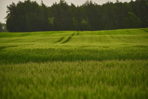 緑の小麦のフィールドと技術的なトラック 除草剤によるコムギ畑の治療 農耕の概念 — ストック写真