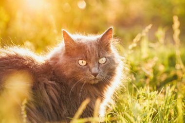 Bahçedeki evcil kedi. Güzel Tekir Kedi Çiçek açan bir çayırın ortasında Bahçenin Evcil Mutluluğunun tadını çıkarıyor