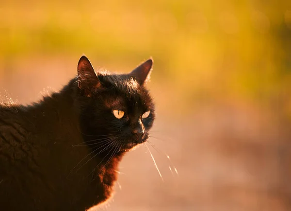 Bahçedeki Evcil Kedi Güzel Tekir Kedi Çiçek Açan Bir Çayırın — Stok fotoğraf
