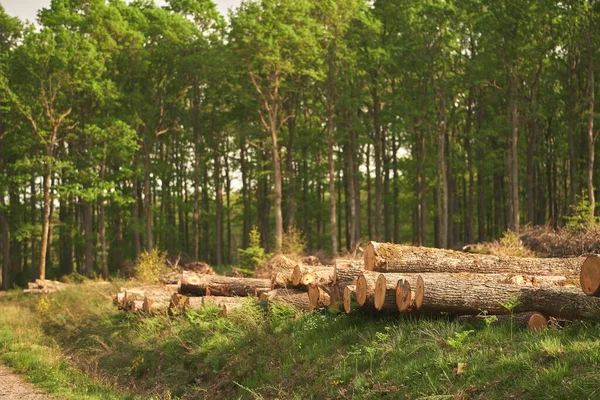 Grumes Empilées Bois Fraîchement Coupé Dans Forêt Grumes Bois Pin — Photo