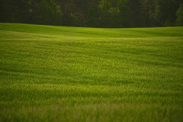 農村部の環境は自然と農業のつながりを反映しています 緑のフィールドは距離を伸ばし写真の背景を形成します 春の鮮やかな緑の野 — ストック写真