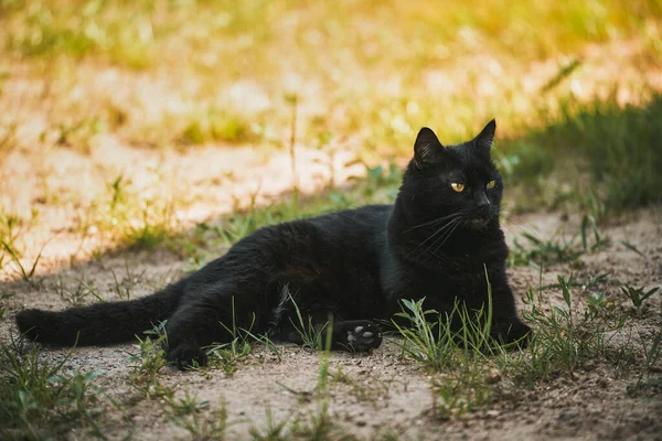 Μαύρη Γάτα Ξαπλωμένη Στο Λιβάδι Κοντά Στη Βεράντα Του Σπιτιού — Φωτογραφία Αρχείου