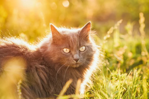 庭の国内猫 満開の草原の中で美しいタビー猫 庭の国内の至福を楽しむ — ストック写真