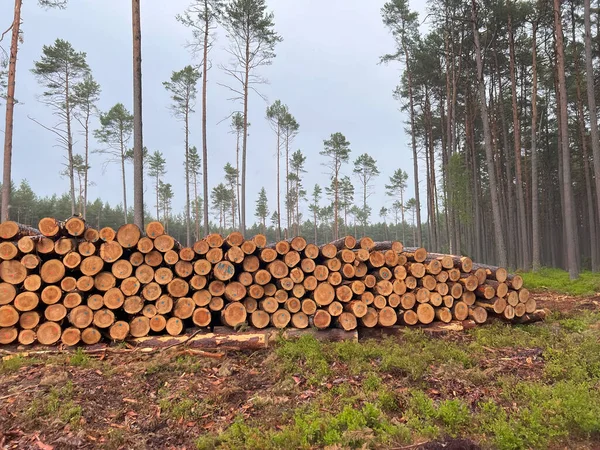 Dřevěné Klády Borového Dřeva Lese Naskládané Hromadě Čerstvě Nasekané Klády — Stock fotografie