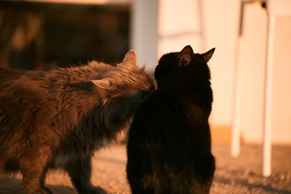 Two cats sniff each other outdoors. Meeting of two cats, cat wedding.