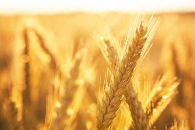 Buğday tarlası. Tarım buğday tarlası geçmişi. Zengin hasat konsepti. Altın buğday kulakları yakında. Güzel Doğa Günbatımı Manzarası. Parlayan Güneş Işığı Altında Kırsal Tarım Manzarası.