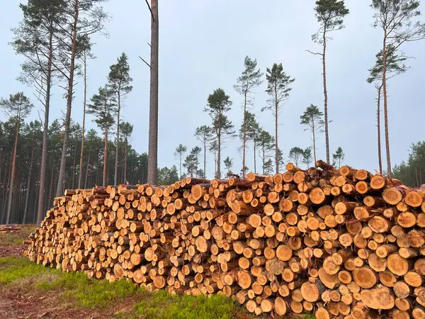 Вырубка Лесов Представляет Угрозу Окружающей Среды Устойчивости Пни Срубленных Деревьев — стоковое фото