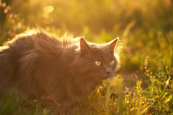 猫は太陽の光の中で芝生の地面に横たわっていた 屋外で散歩中の若い国内猫 リラックスした猫と日当たりの良い緑の庭 — ストック写真