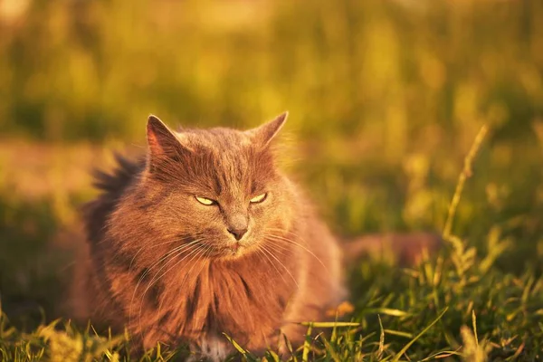 Avslappnad Ung Katt Njuter Den Soliga Gröna Trädgården Katten Ligger — Stockfoto