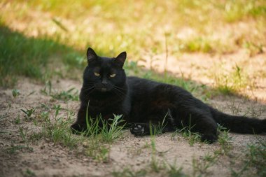 08.06.2023 Polonya, Avrupa - Polonya 'da Amber Otoyolu (İngilizce: Amber Highway A1) kuzey-güney otoyolu. Gdansk 'tan Torun' a kadar olan bölümler ücretli. Paralı gişeler. Adam geçiş noktasında ödeme yapıyor.