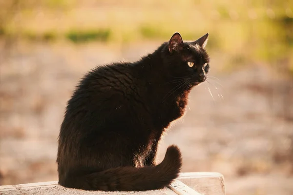 초원에 아름다운 고양이입니다 정원에 집고양이 — 스톡 사진