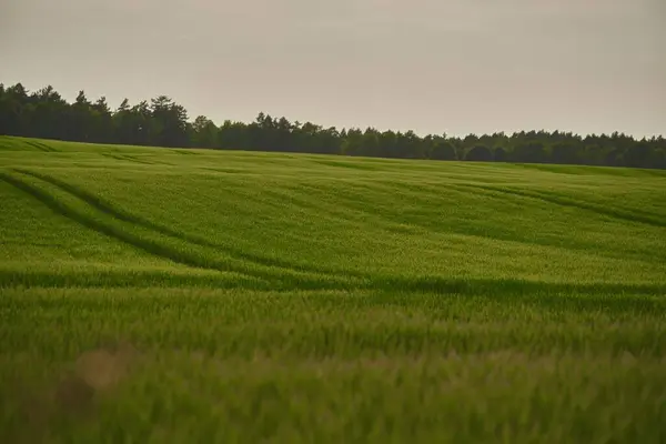 田園草原の鮮やかな緑の風景を受け入れる 緑の草原の風景です 農村部の快適な風景 — ストック写真