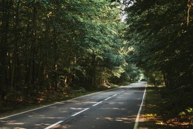 Yazın ormanda boş asfalt yolu olan bir manzara. Güzel kırsal asfalt yol manzarası. Güzel bir yol. Yeşil yapraklı ağaçlar ve güneşli gökyüzü.