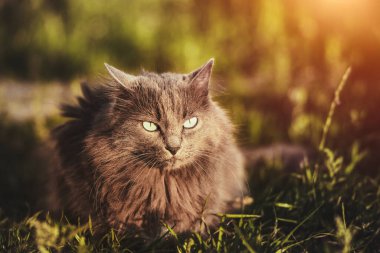 Rahatlamış Genç Kedi Sunny Green Garden 'ın tadını çıkarıyor. Gri kedi ve güneşli yeşil bahçe. Doğada samimi bir an. Genç evcil kedi dışarıda yürüyor..
