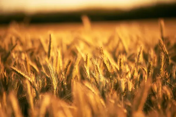 Weizenfeld Hintergrund Der Landwirtschaft Weizenfeld Reiche Ernte Ohren Aus Goldenem — Stockfoto