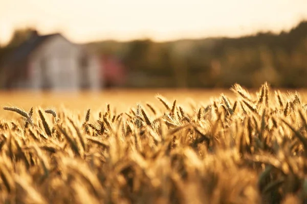 Weizenfeldlandschaft Sonnenuntergang Reiche Ernte Atemberaubende Weizenfeld Landschaft Bei Sonnenuntergang Landwirtschaftliche — Stockfoto