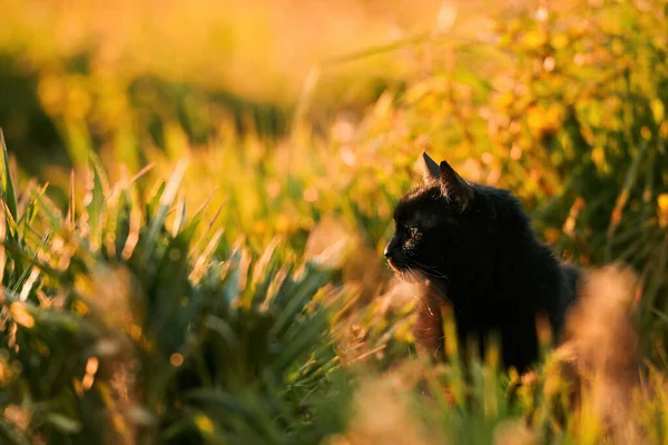 초원에 아름다운 고양이입니다 정원에 집고양이 — 스톡 사진