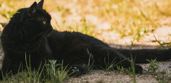 Verandasının Yakınındaki Çayırda Yatan Kara Kedi Açık Havada Evcil Hayvan — Stok fotoğraf