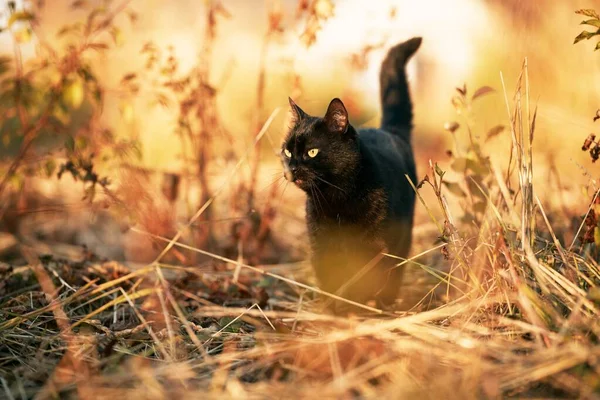 日当たりの良い緑の庭を楽しむリラックスした若い猫 猫は地面に横たわっている 野生でリラックスした黒ペット — ストック写真