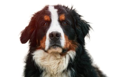 Beyaz arka planda izole edilmiş bir köpek portresi. Bernese Dağ Köpeği 'nin sevimli genç erkeği İsviçre Alplerinde duruyor. Bernese Dağ Köpeği.
