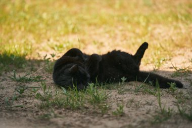 Ev verandasının yakınındaki çayırda yatan kara kedi. Açık havada evcil hayvan..