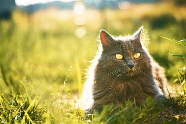 Rahatlamış Genç Kedi Sunny Green Garden Tadını Çıkarıyor Gri Kedi — Stok fotoğraf