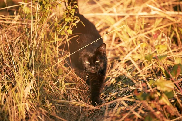 Кіт Лежить Землі Під Сонячним Сяйвом Молодий Домашній Кіт Прогулянці — стокове фото