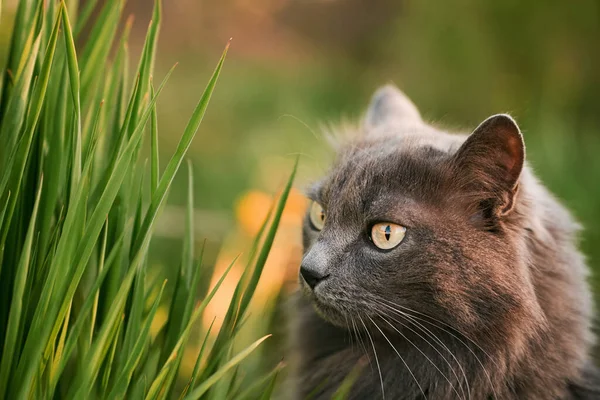 Huiskat Tuin Mooie Tabby Cat Temidden Van Een Bloeiende Weide — Stockfoto