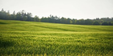 Yeşil çim tarlası olan bir manzara. Sabah yeşil, canlı bir arazi. Kırsal alanda güzel bir manzara..