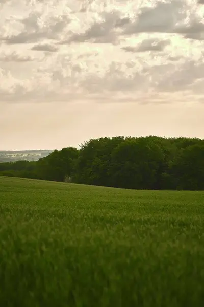 緑の野だ 農業の風景 大麦の草 緑のフィールドと空 春の風景のフィールドのパス — ストック写真