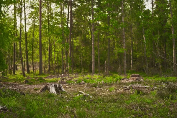 Ormanların Yok Edilmesi Çevre Sürdürülebilirlik Için Bir Tehdittir Kesilmiş Ağaçların — Stok fotoğraf