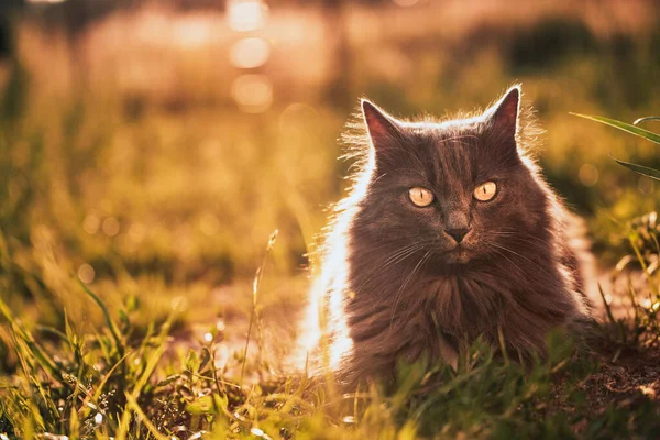 Uvolněná Mladá Kočka Užívá Slunné Zelené Zahrady Šedá Kočka Slunná — Stock fotografie