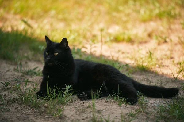 Domestic pet in the outdoors. Black Cat Resting on the Meadow by the House Porch, Embracing the Outdoors. Black cat lying on the meadow near house porch.